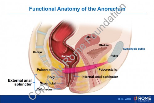 Chapter 14 - Anorectal