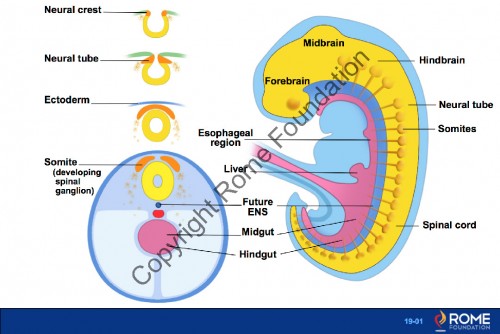 Chapter 19 - History